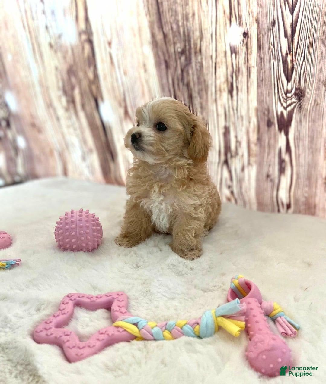 Maltipoo dogs for sale: Bella - Image 3