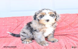 Miniature Bernese Mountain Dog dogs for sale: Vince - Image 4