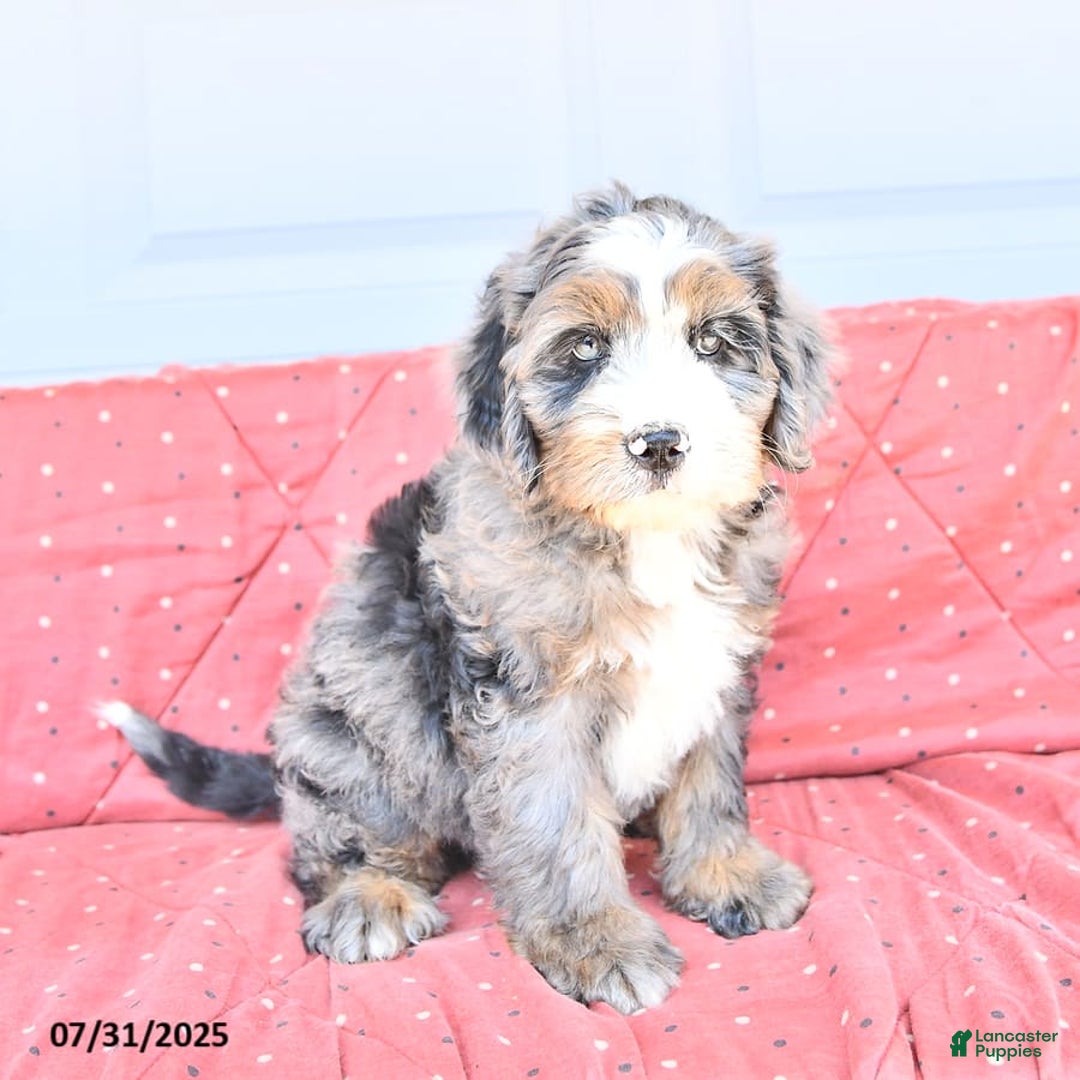 Miniature Bernese Mountain Dog dogs for sale: Vince - Image 4