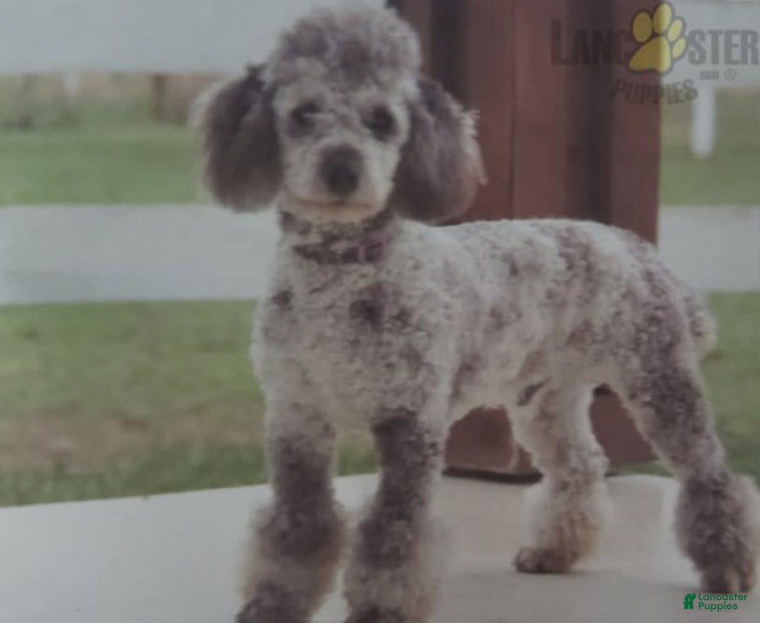Mini Bernedoodle dogs for sale: Wilson - Image 8