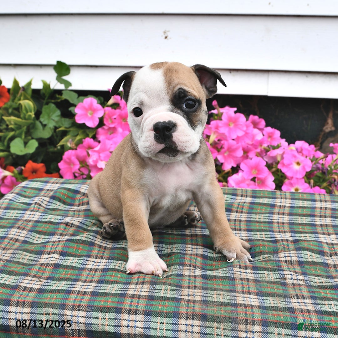 English Bulldog dogs for sale: Bruno - Image 1