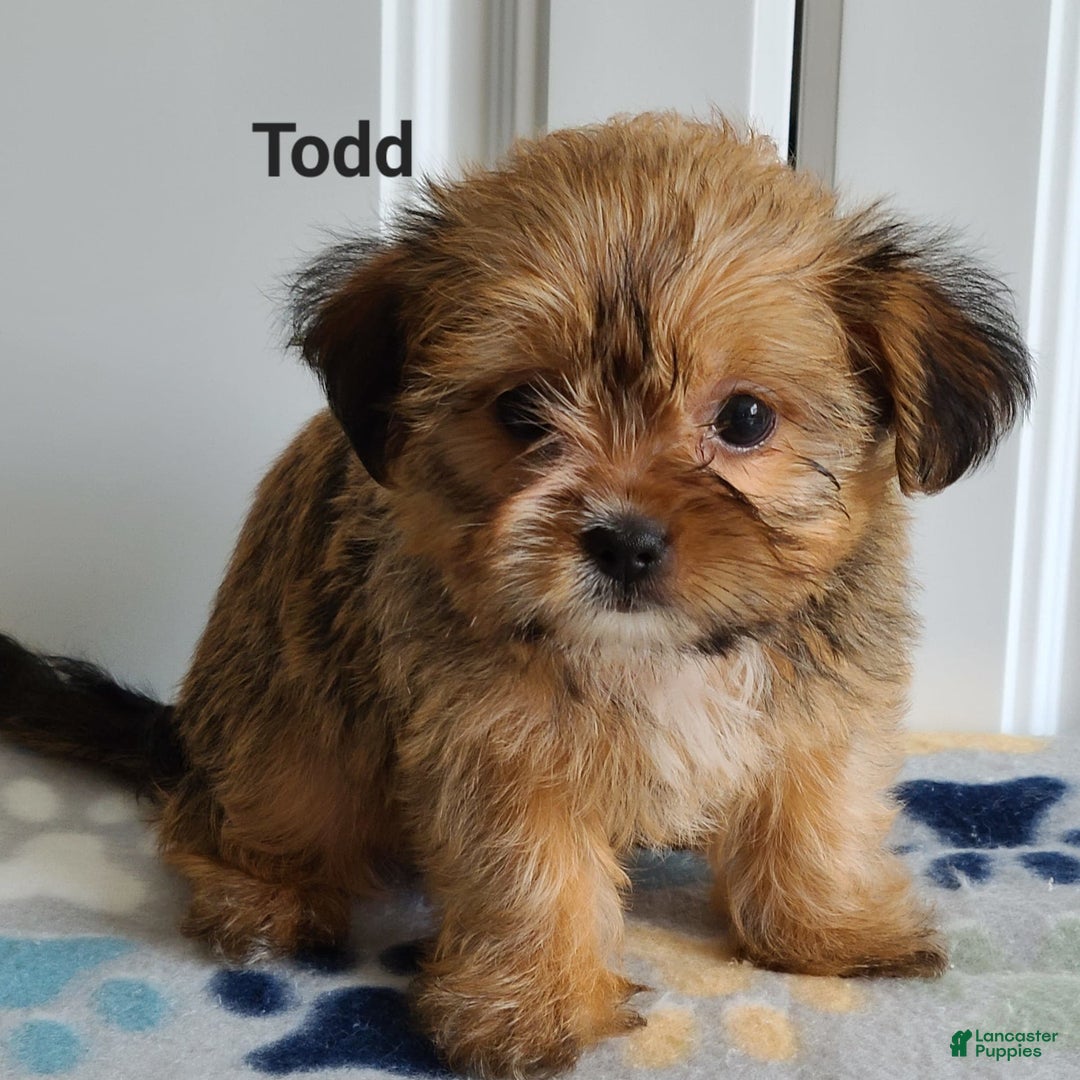 Shorkie dogs for sale: Todd - Image 4