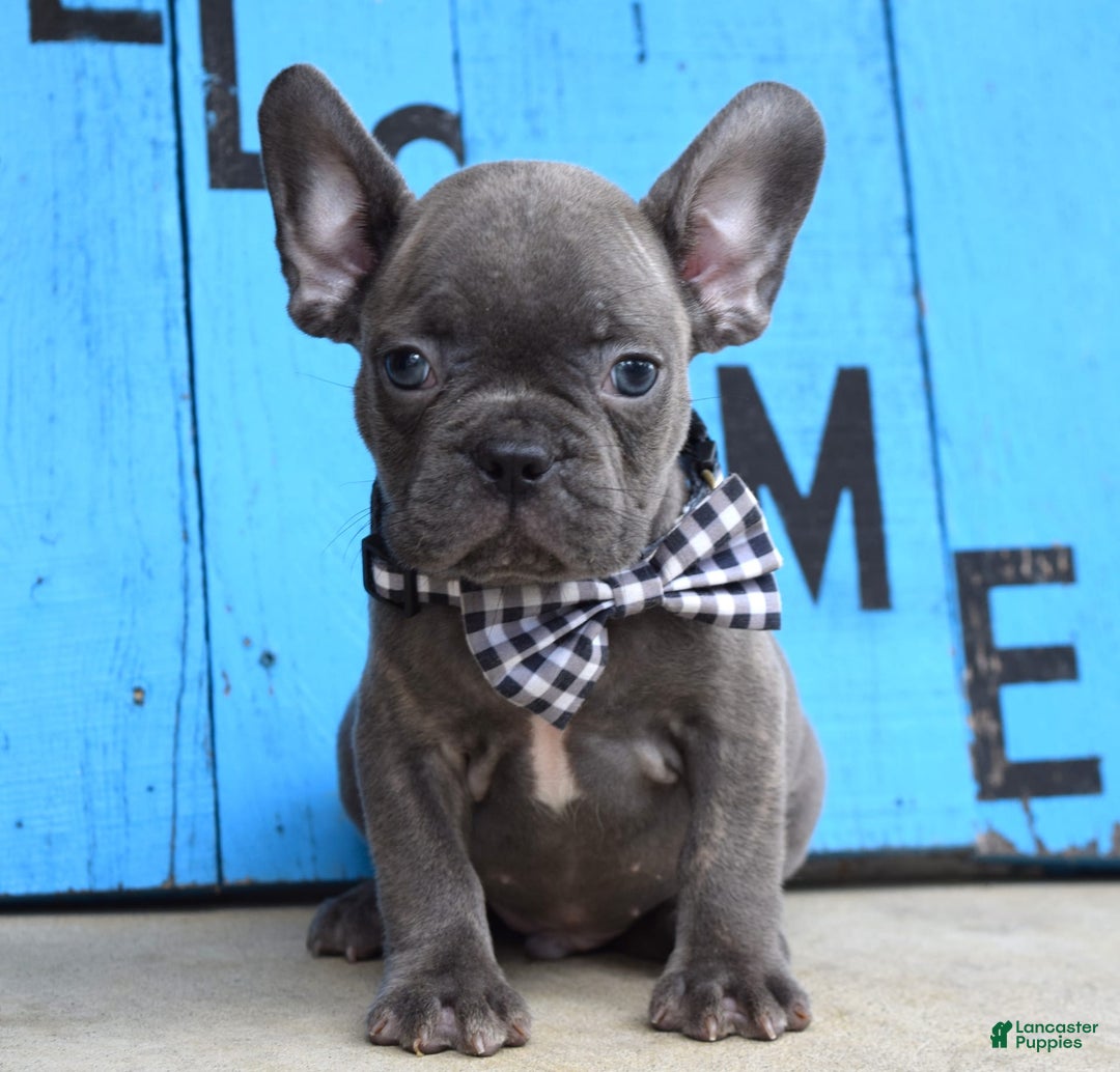 French Bulldog dogs for sale: Flint - Image 4