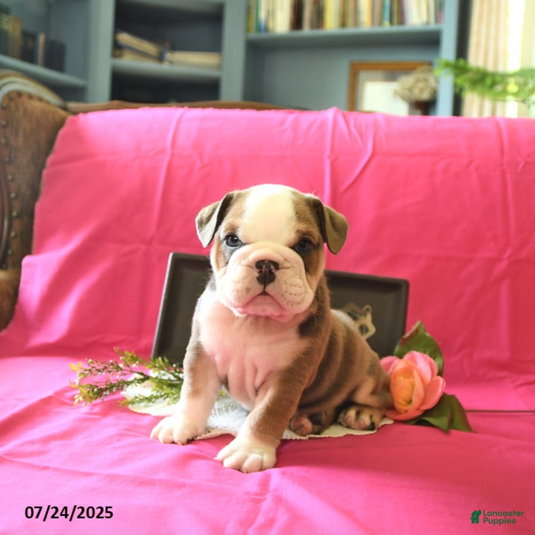 English Bulldog dogs for sale: Keith - Image 5