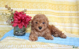 Mini Goldendoodle dogs for sale: Lewis - Image 23
