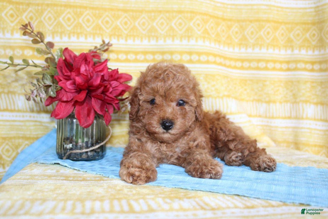 Mini Goldendoodle dogs for sale: Lewis - Image 23