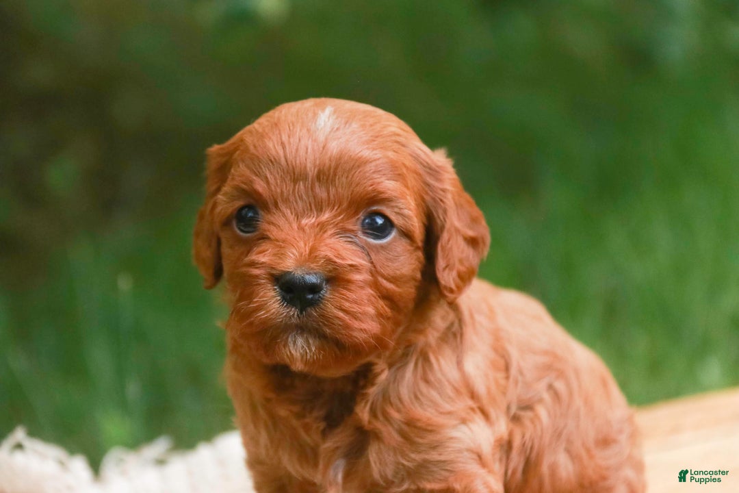 Cavalier King Charles Spaniel dogs for sale: Monty - Image 24