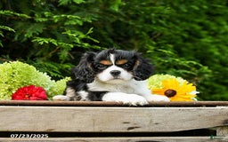 Cavalier King Charles Spaniel dogs for sale: Mason - Image 10