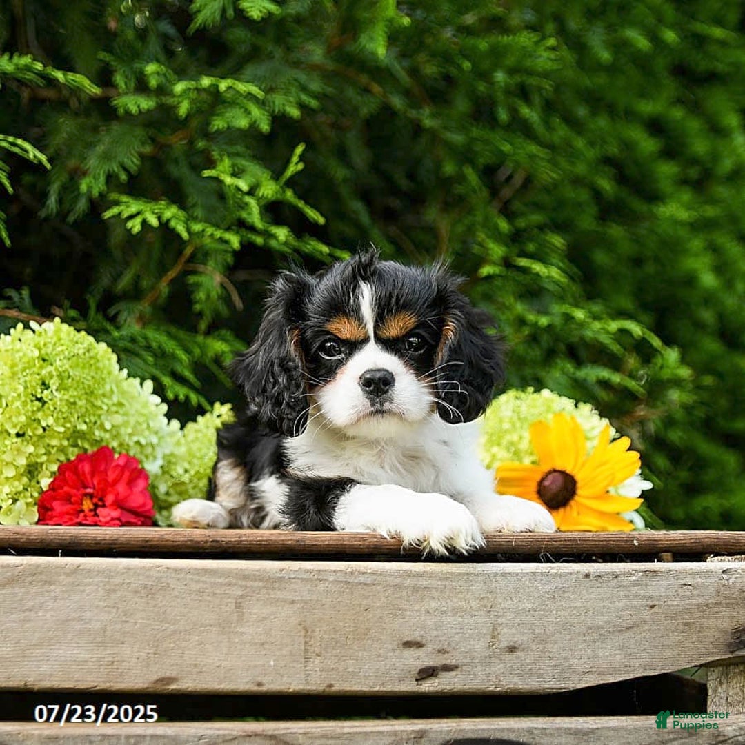 Cavalier King Charles Spaniel dogs for sale: Mason - Image 10