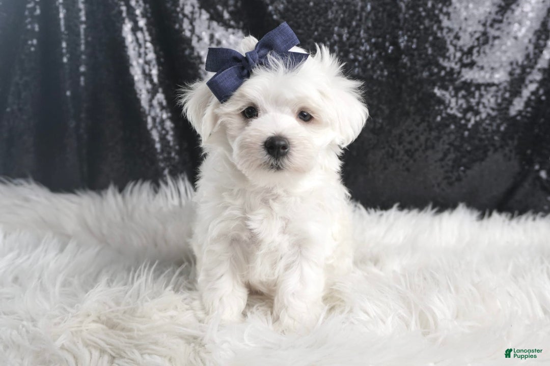Maltese dogs for sale: Eaton - Image 4