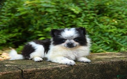 Pomeranian dogs for sale: Olive - Image 3