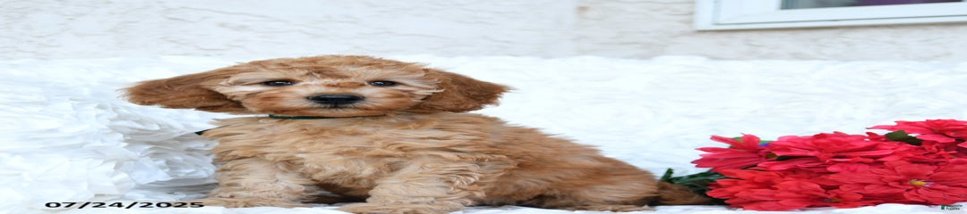 Sheila