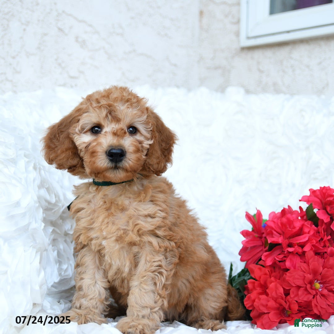Mini Goldendoodle dogs for sale: Sheila - Image 3
