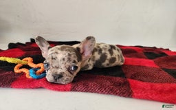 French Bulldog dogs for sale: Madison - Image 2
