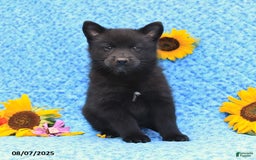 Pomsky dogs for sale: Minnie - Image 2