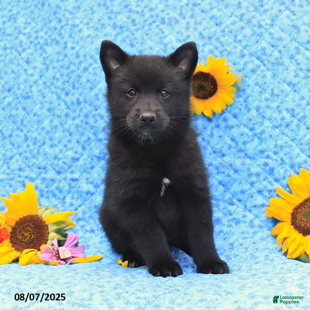 Pomsky dogs for sale: Minnie - Image 2