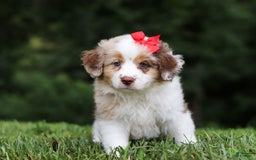 Miniature Australian Shepherd dogs for sale: Trixie - Image 3