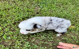 Australian Shepherd dogs for sale: Mr. Sprinkles - Image 7