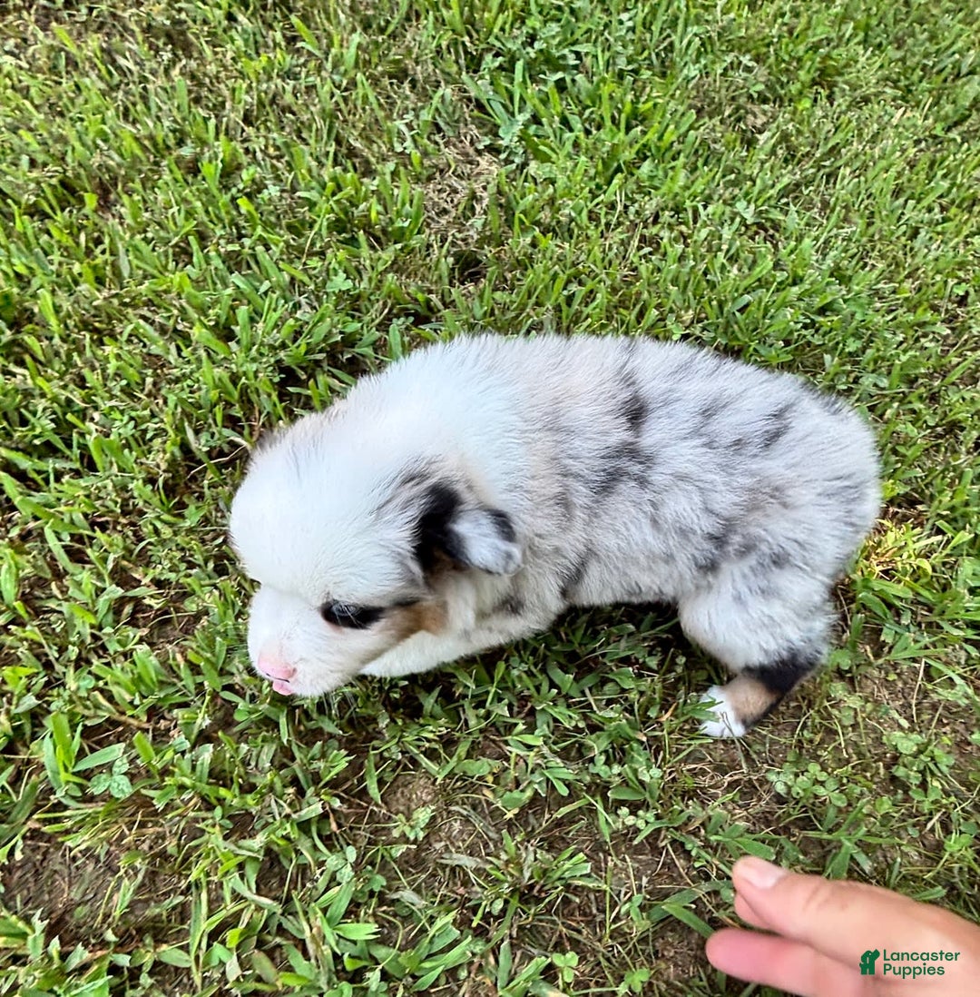 Australian Shepherd dogs for sale: Mr. Sprinkles - Image 7