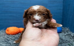 Cavapoo dogs for sale: Sean - Image 1