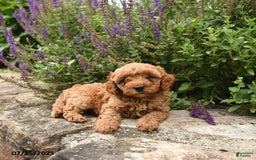 Cavapoo dogs for sale: Roman - Image 1