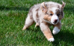 Australian Shepherd dogs for sale: Penny - Image 9