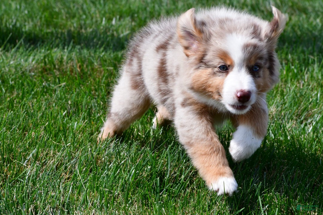 Australian Shepherd dogs for sale: Penny - Image 9