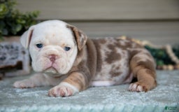 Beabull dogs for sale: Lorna - Image 1