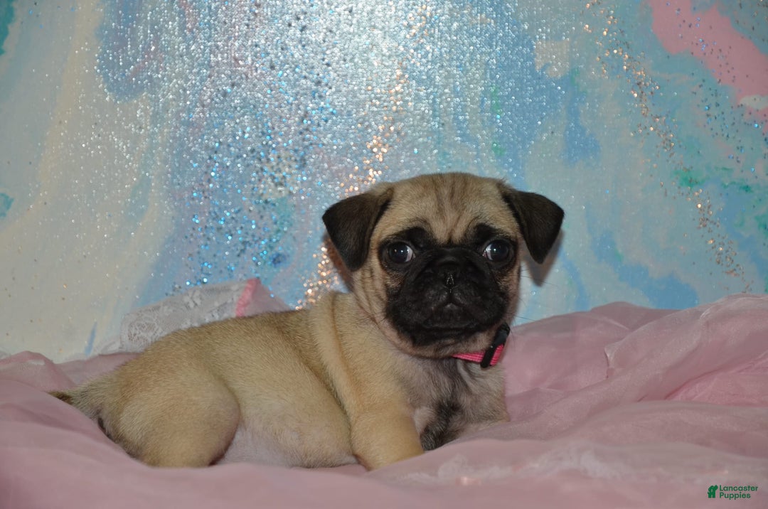 Pug dogs for sale: Pink - Image 4