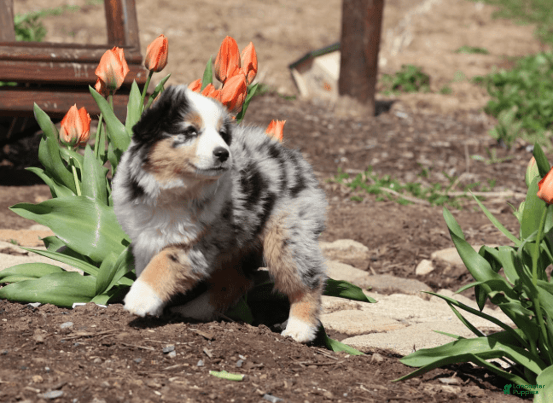 Miniature Australian Shepherd dogs for sale: Washington - Image 11