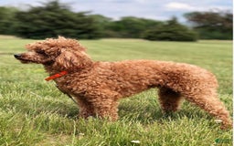 Mini Goldendoodle dogs for sale: Hunter - Image 15