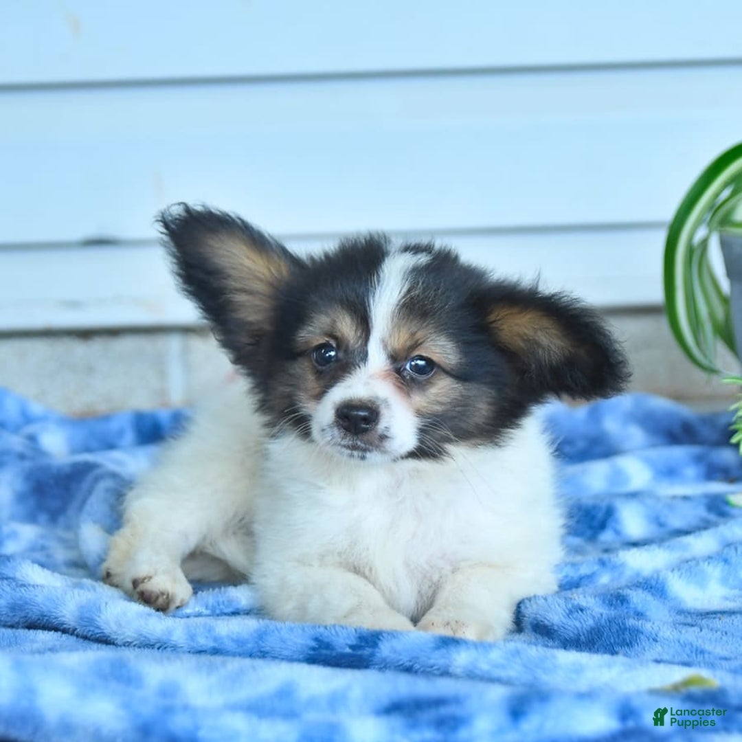 Papillon dogs for sale: Milo - Image 5
