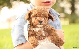 Toy Poodle dogs for sale: Reese - Image 9
