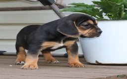 Beabull dogs for sale: Hadley - Image 7