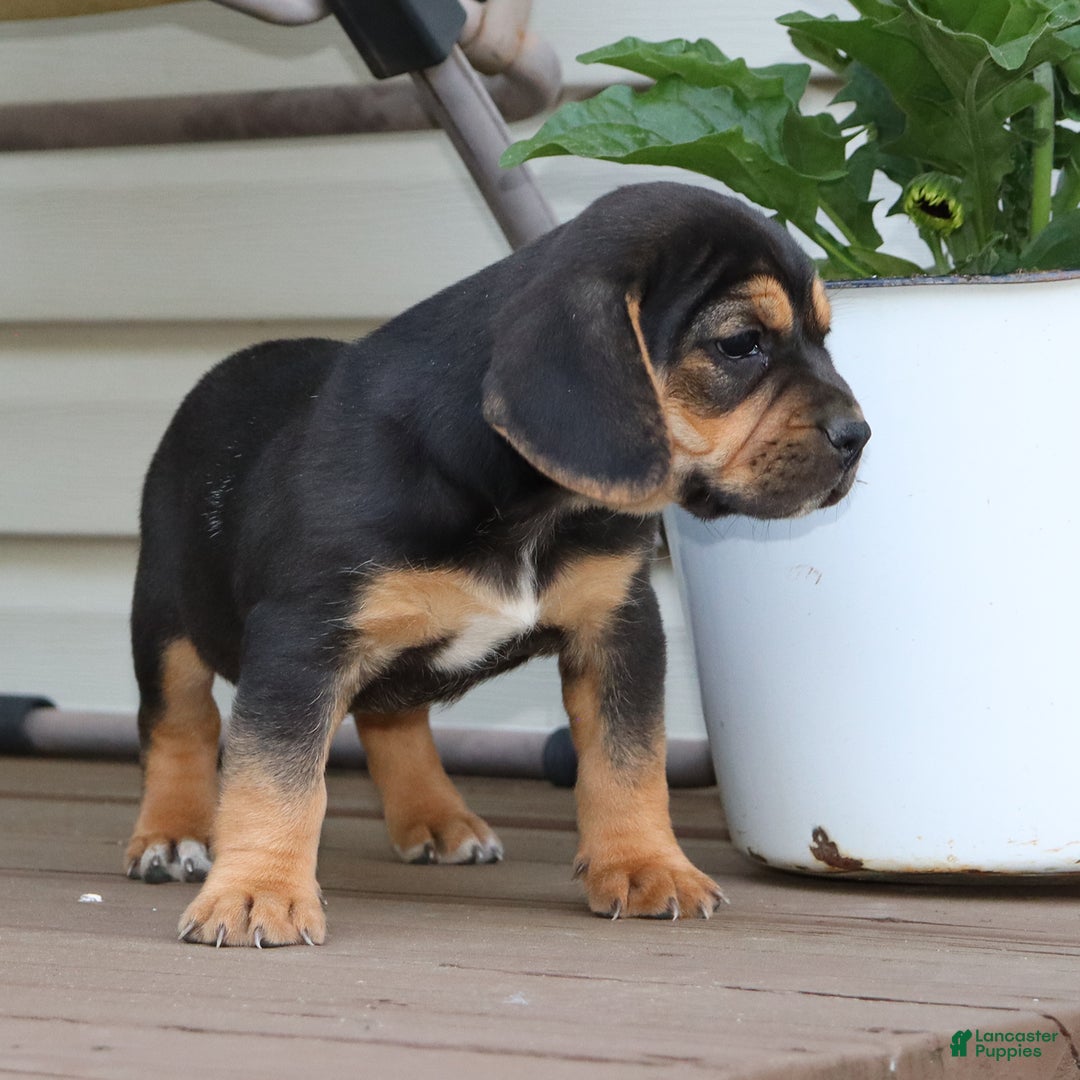 Beabull dogs for sale: Hadley - Image 7