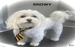 Maltipoo dogs for sale: Denise - Image 5