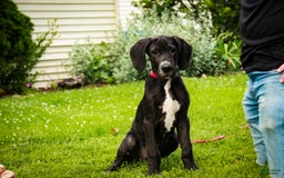 Great Dane dogs for sale: Athena - Image 20