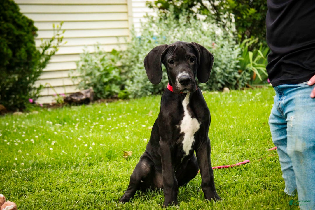 Great Dane dogs for sale: Athena - Image 20