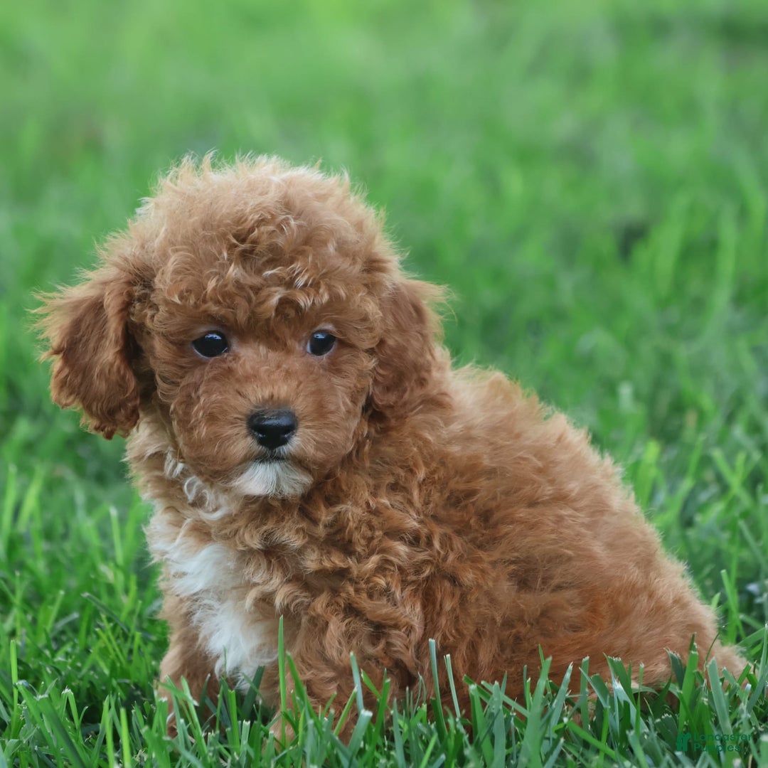 Toy Poodle dogs for sale: Ellie - Image 6
