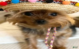 Yorkshire Terrier dogs for sale: Sabastian - Image 3