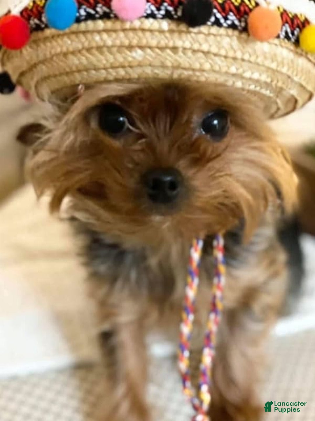 Yorkshire Terrier dogs for sale: Sabastian - Image 3