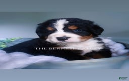 Bernese Mountain Dog dogs for sale: Male - Image 1