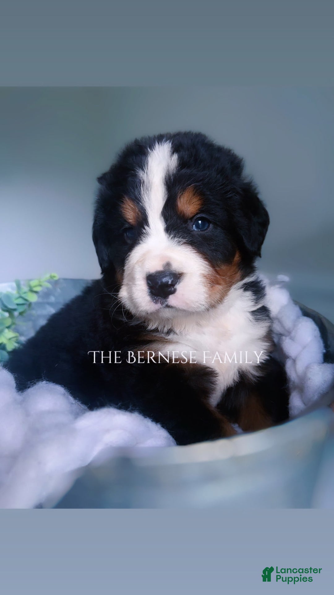 Bernese Mountain Dog dogs for sale: Male - Image 1