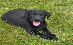 Labrador Retriever dogs for sale: Cole - Image 7