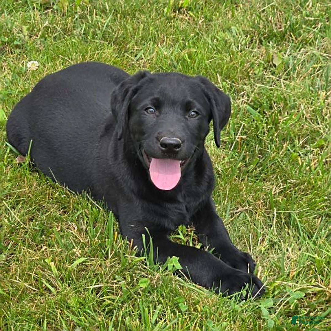 Labrador Retriever dogs for sale: Cole - Image 7