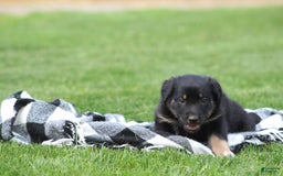 English Shepherd dogs for sale: Millie - Image 6