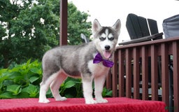 Siberian Husky dogs for sale: Stella - Image 3
