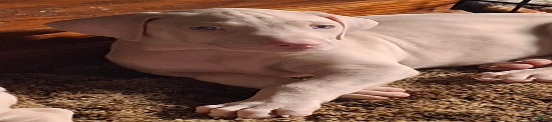 Hurk