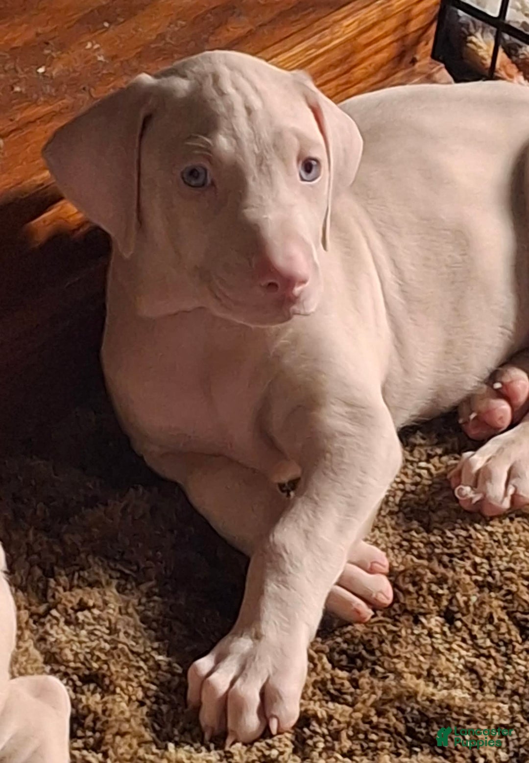 Doberman Pinscher dogs for sale: Hurk - Image 4