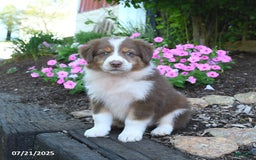Australian Shepherd dogs for sale: Bubbles - Image 5